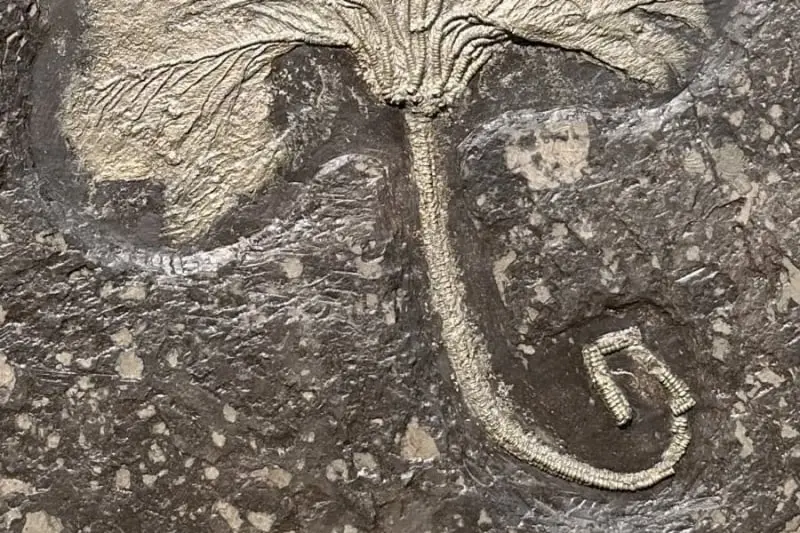 Seirocrinus subangularis_Holzmaden_05b