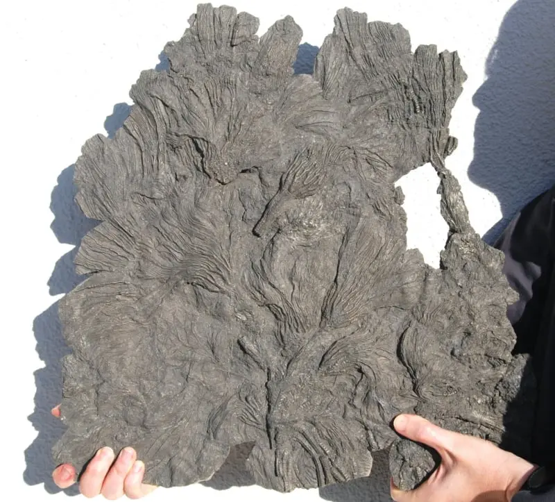 Pentacrinites_fossilis_03d