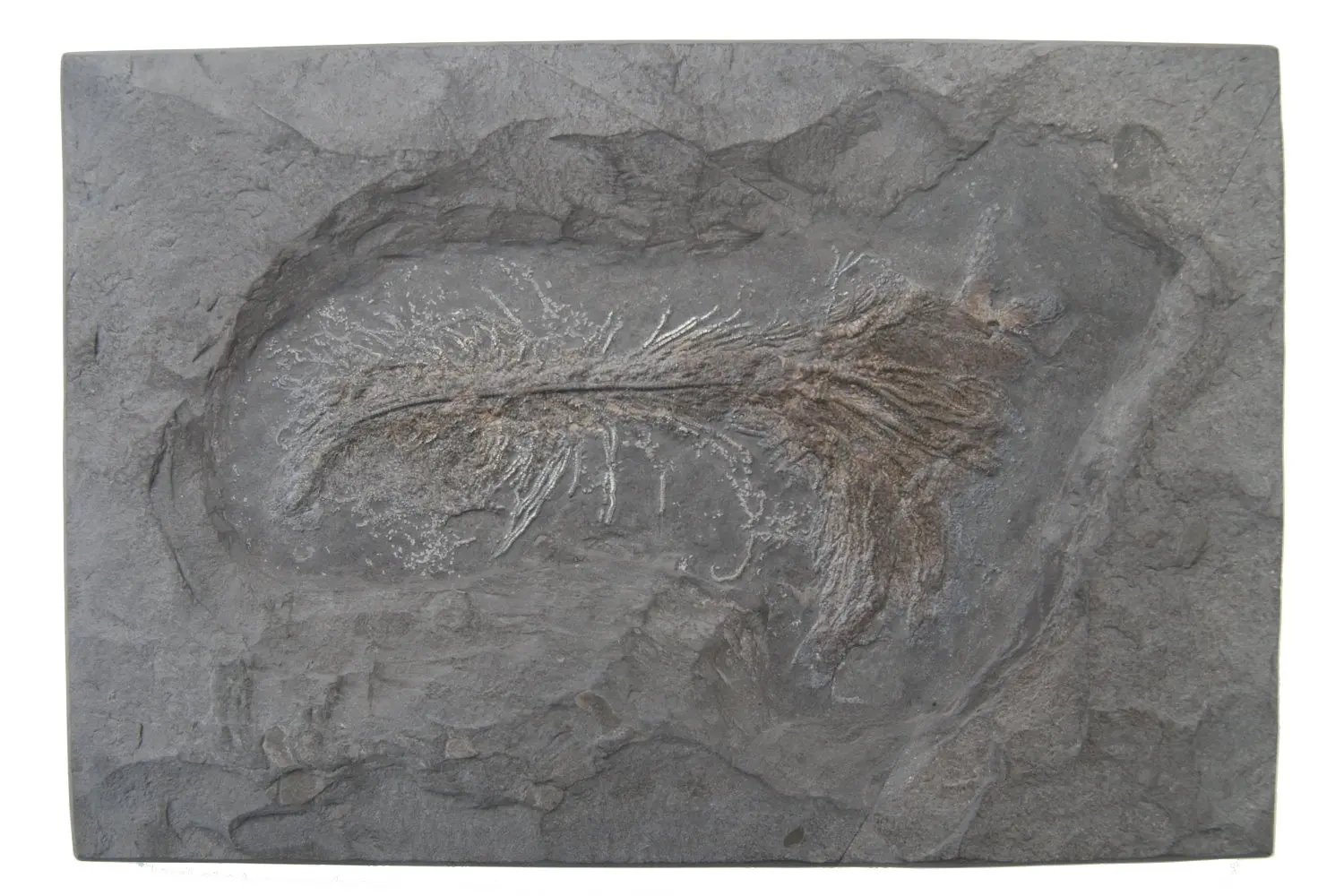 Pentacrinus briareus_Holzmaden_02a