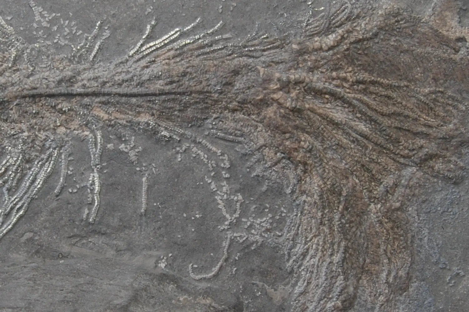 Pentacrinus briareus_Holzmaden_02b