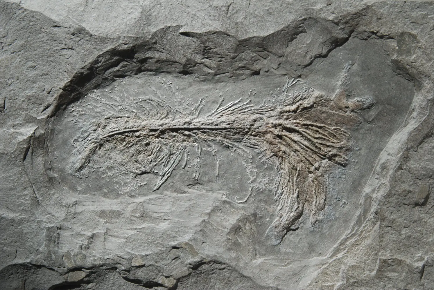 Pentacrinus briareus_Holzmaden_02c