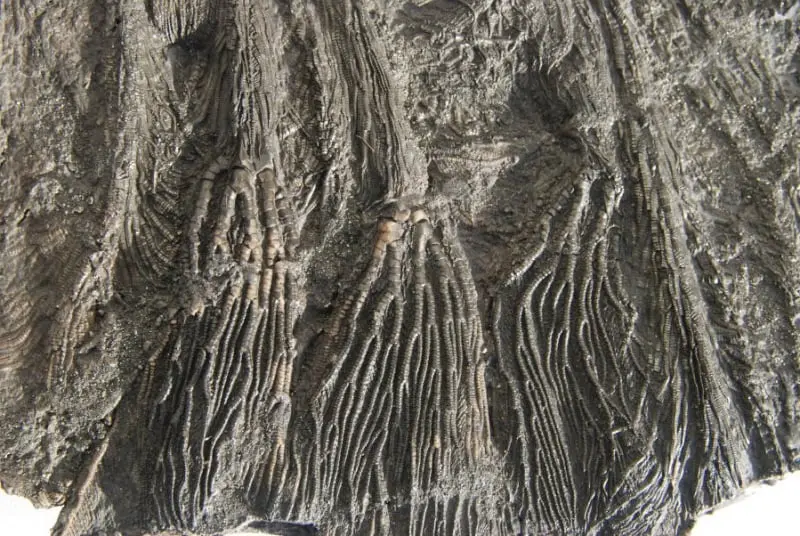 Pentacrinites fossilis_Dorset_1c