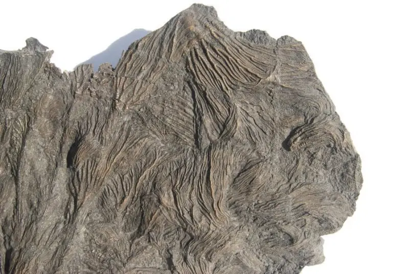 Pentacrinites fossilis_Dorset_1d