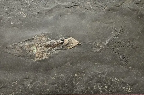 Holzmaden_Phragmoteuthis conocauda_01a