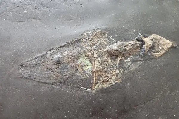 Holzmaden_Phragmoteuthis conocauda_01b