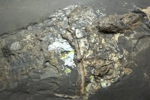 Holzmaden_Phragmoteuthis conocauda_01c