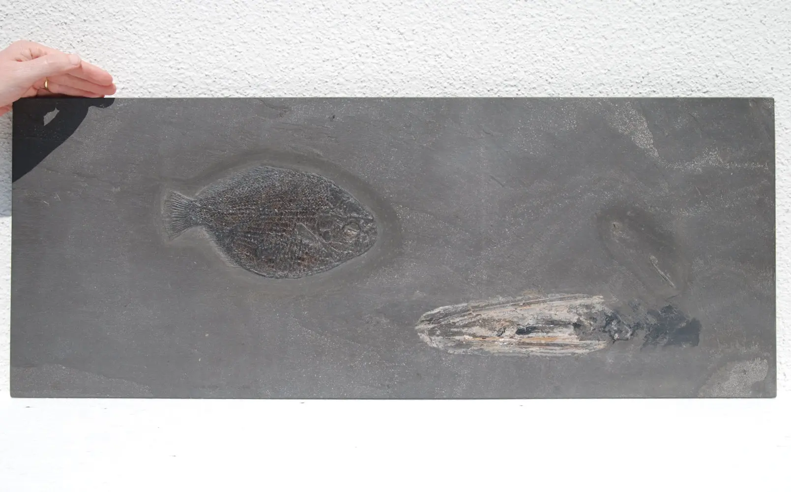 Dapedium caclatus; Loligosepia aalensis; Holzmaden; 02a