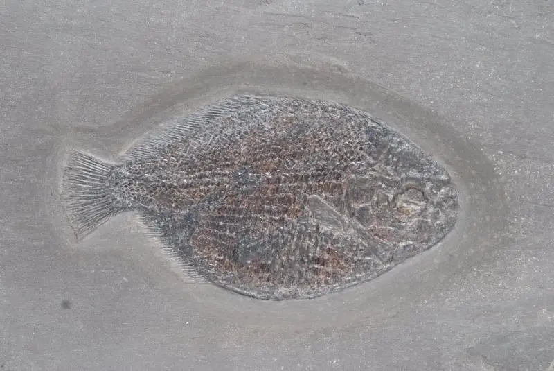 Dapedium caclatus; Loligosepia aalensis; Holzmaden; 02b