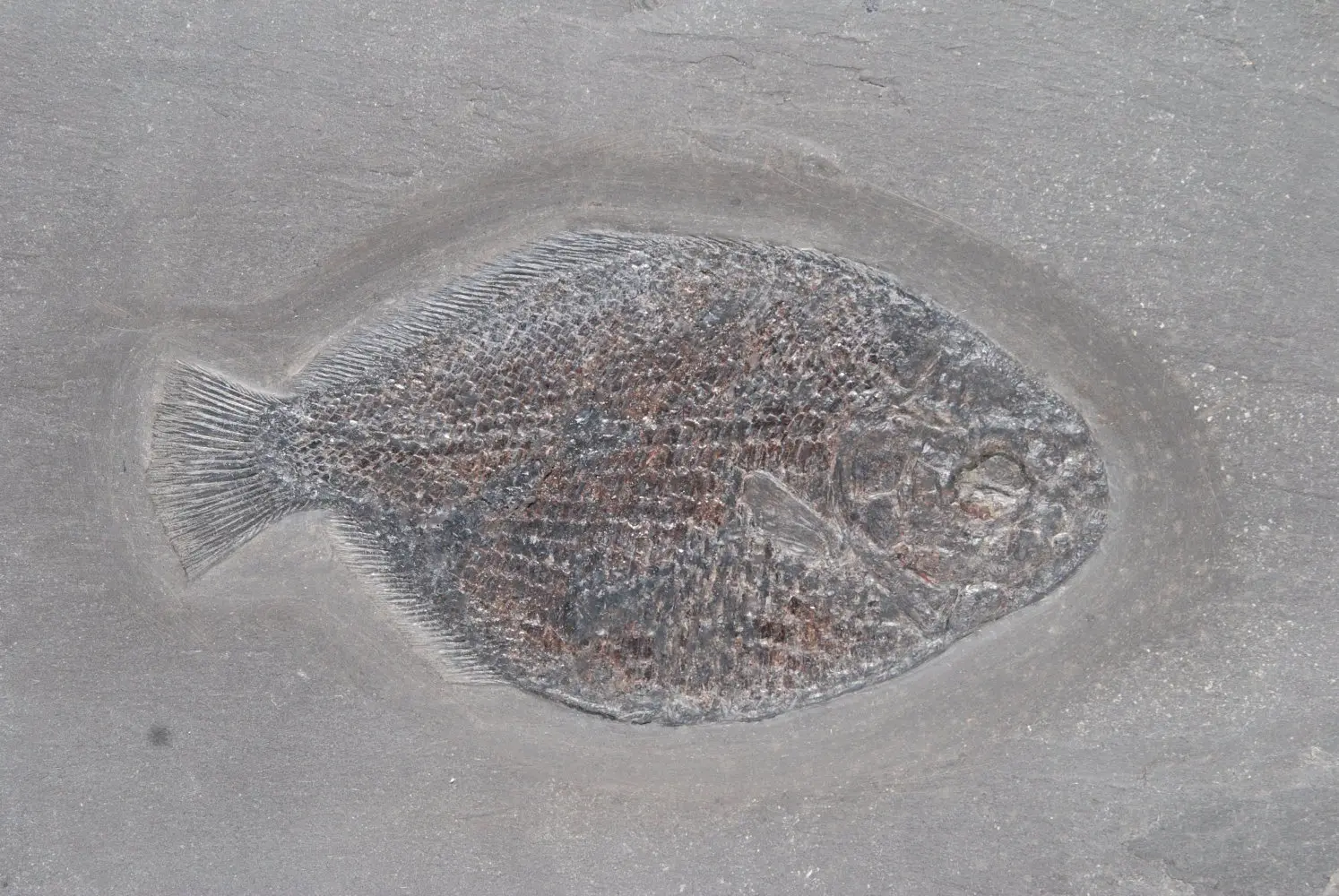 Dapedium caclatus; Loligosepia aalensis; Holzmaden; 02b