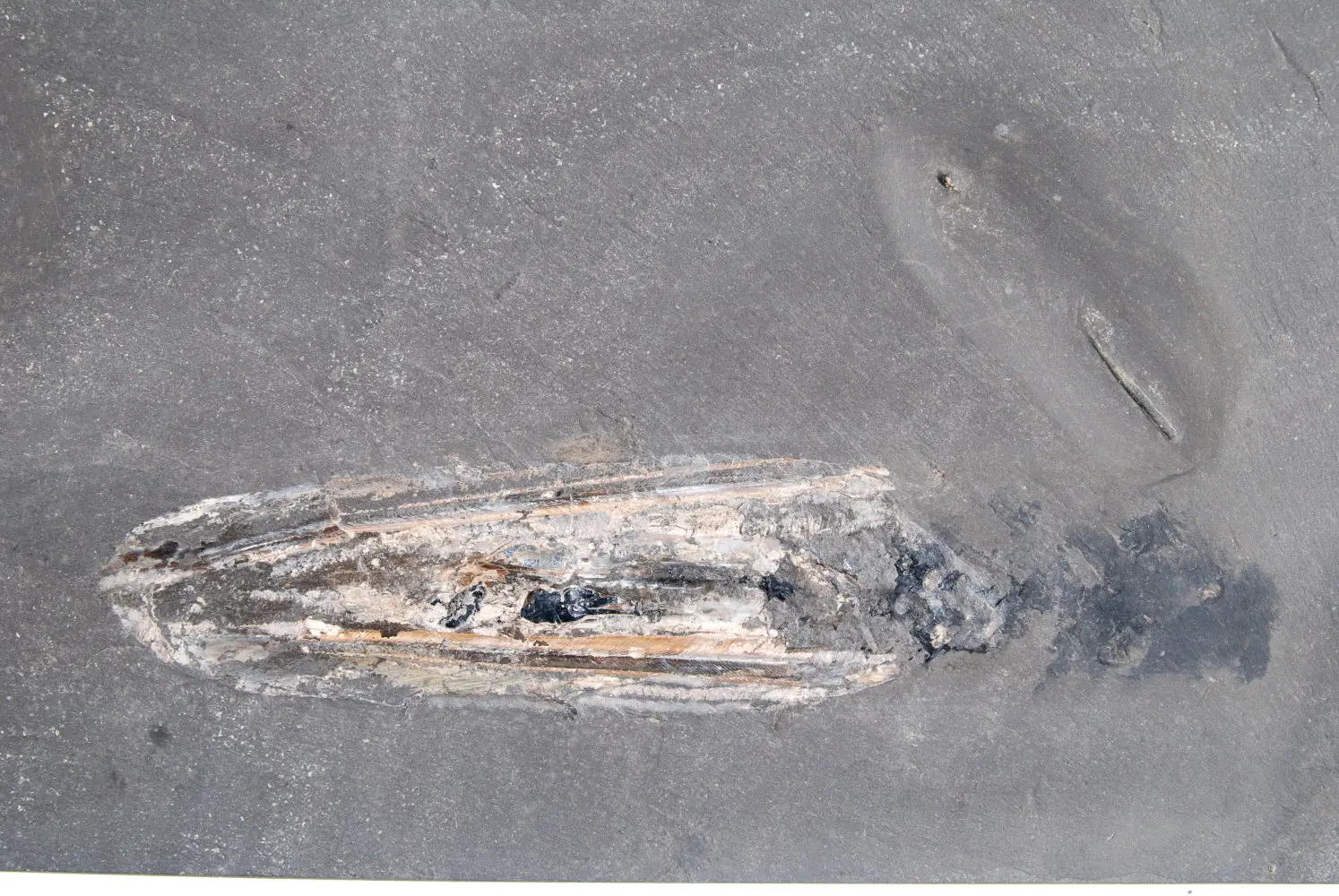 Dapedium caclatus; Loligosepia aalensis; Holzmaden; 02c