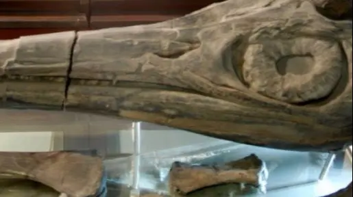 Fossil_Purchase_Offer