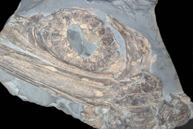 Stenopterygius quadriscissus_Holzmaden_09b