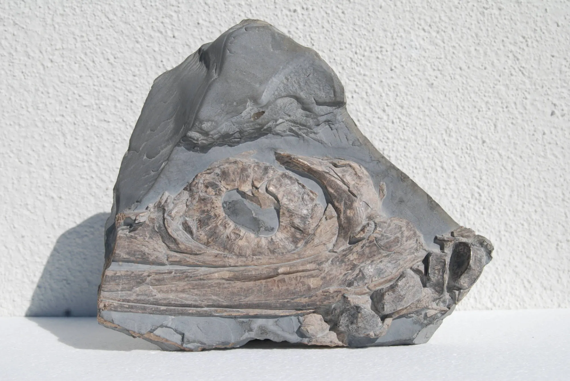 Stenopterygius quadriscissus_Holzmaden_09a