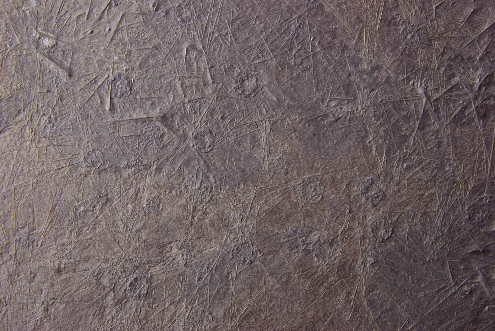 Diademopsis crinifera_Holzmaden_01d