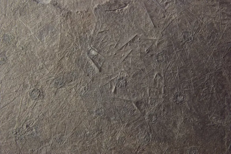 Diademopsis crinifera_Holzmaden_01b