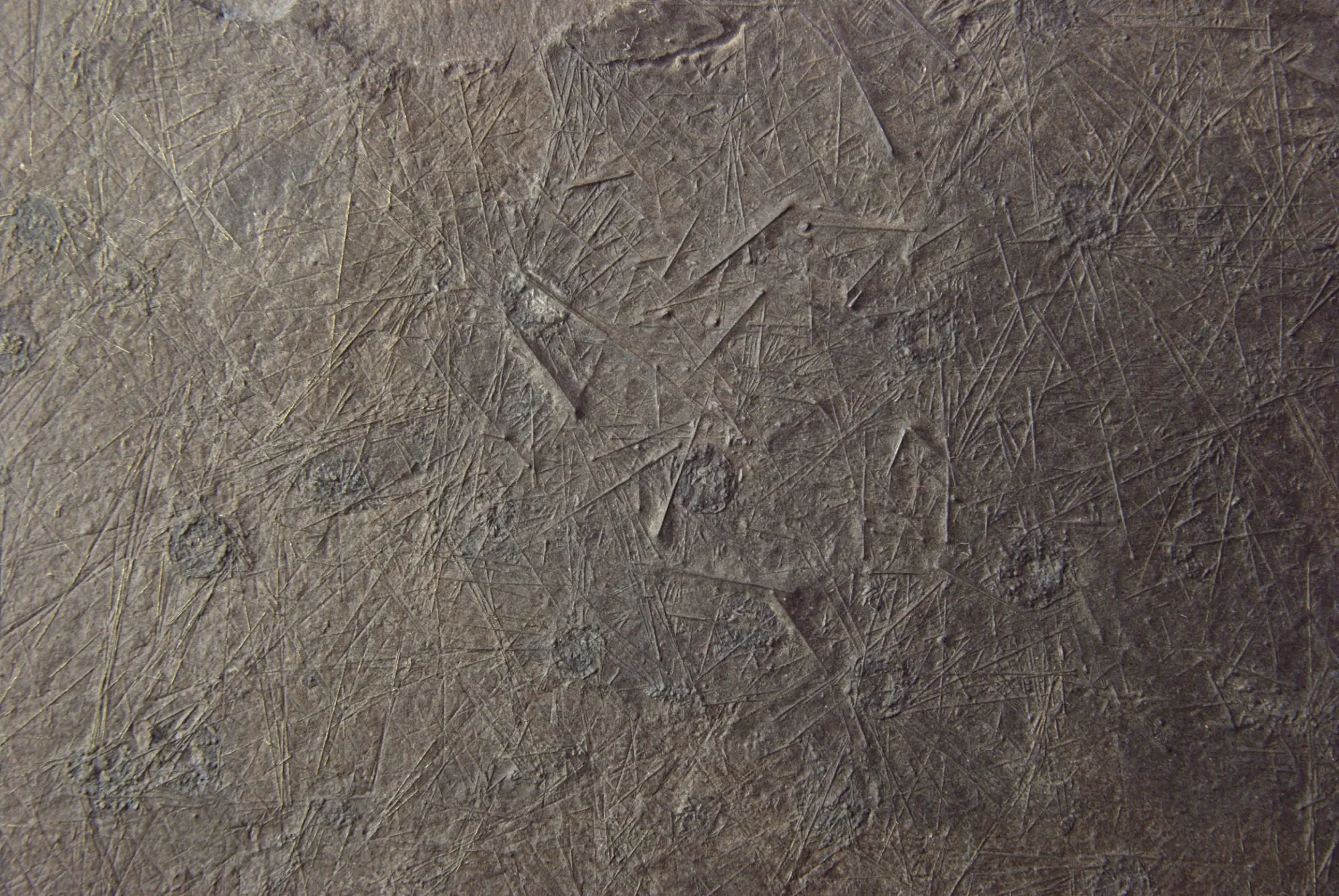 Diademopsis crinifera_Holzmaden_01b