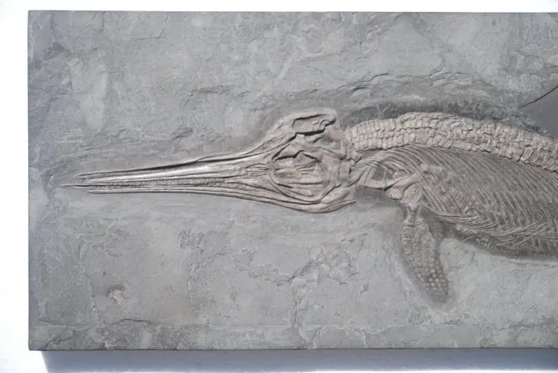 Stenopterygius quadriscissus_Holzmaden_08b