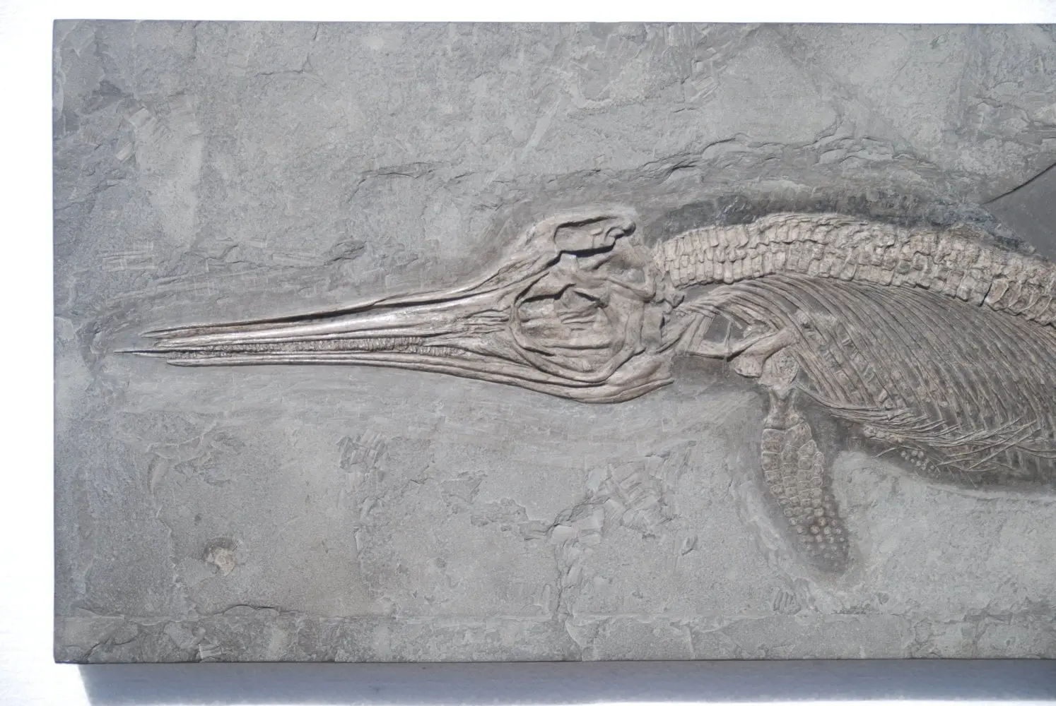 Stenopterygius quadriscissus_Holzmaden_08b