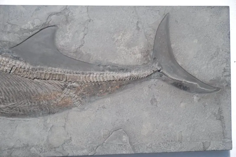 Stenopterygius quadriscissus_Holzmaden_#08c