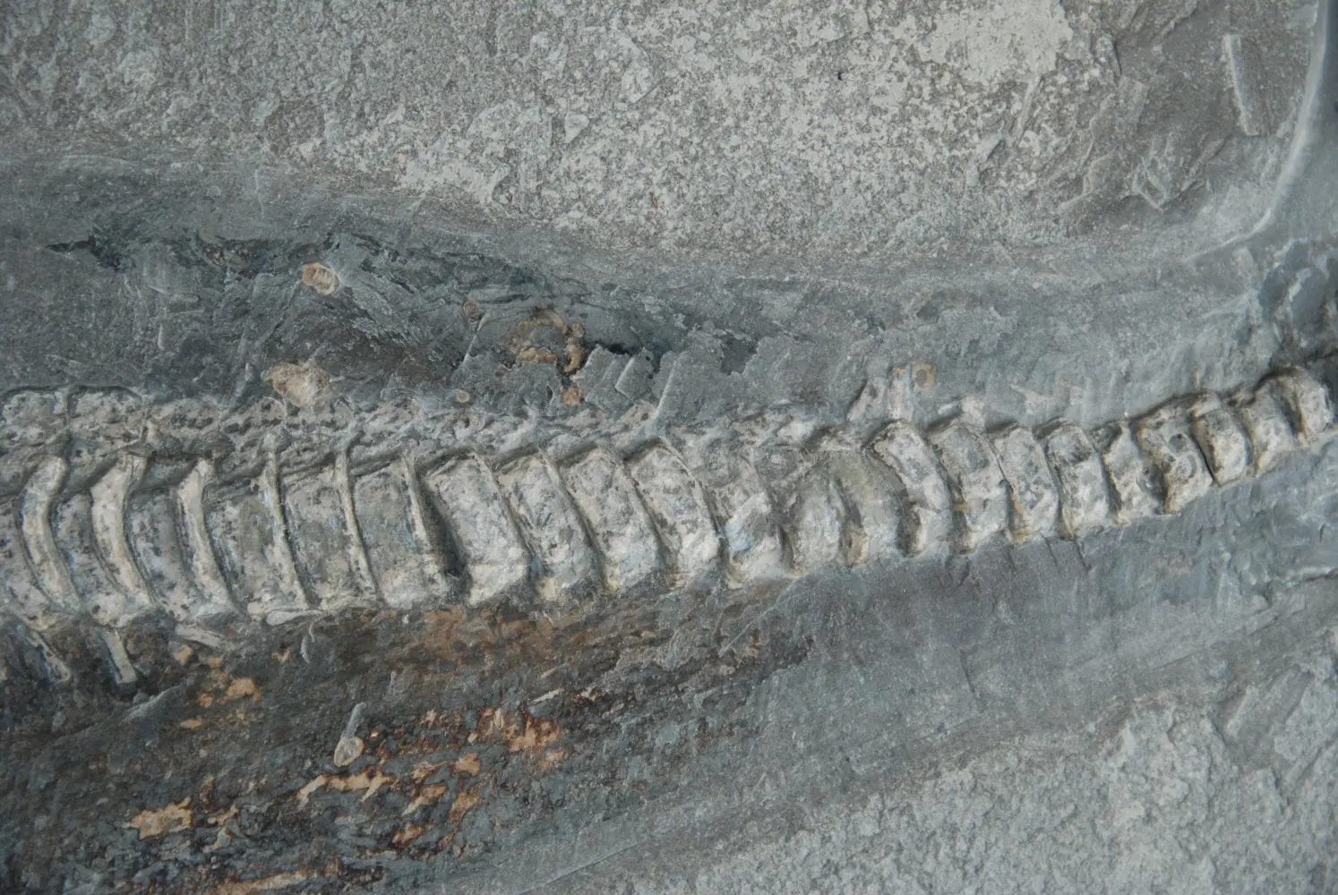 Stenopterygius quadriscissus_Holzmaden_08d