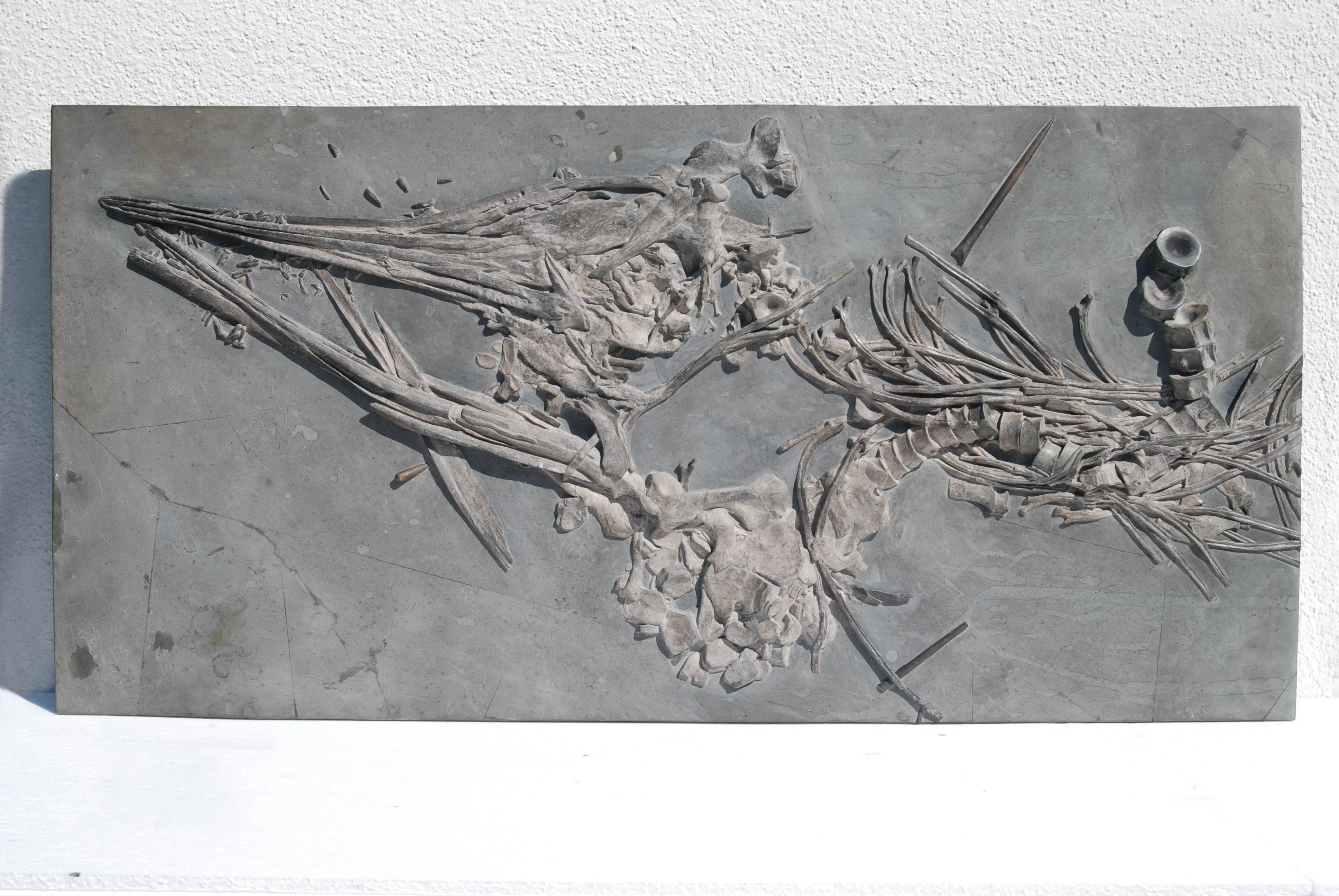 Ichthyosaurus quadriscissus_Holzmaden_05d