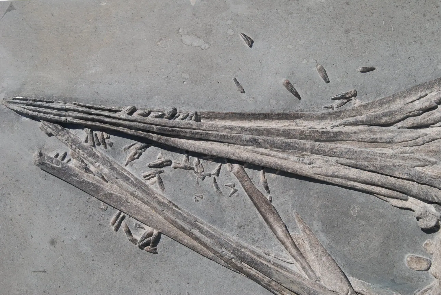 Ichthyosaurus quadriscissus_Holzmaden_05e