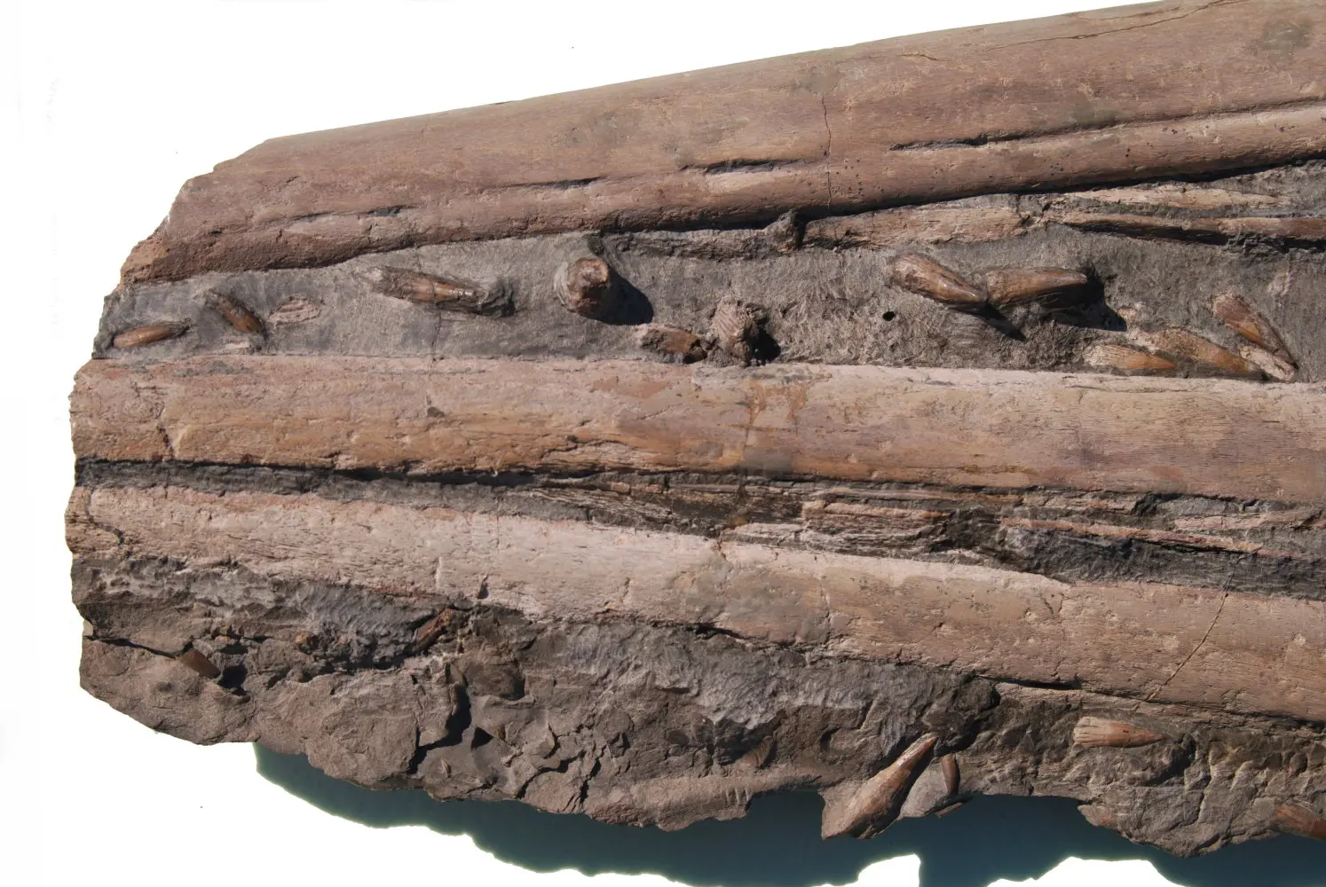 Ichthyosaurus Eurhinosaurus_Holzmaden_06d