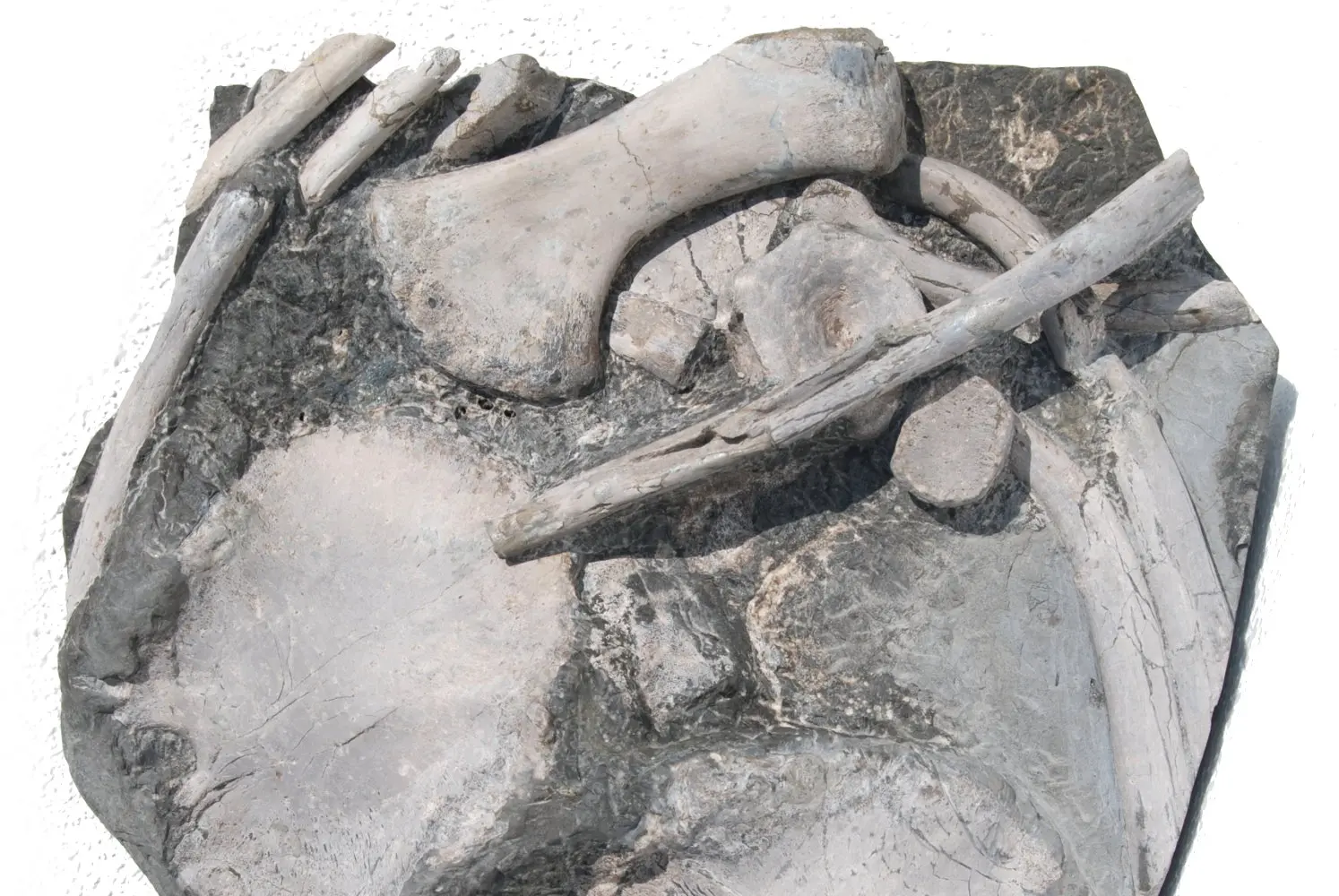 Ichthyosaurus_Holzmaden_03b