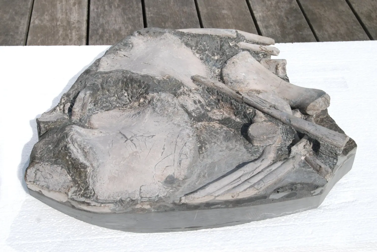 Ichthyosaurus_Holzmaden_03d