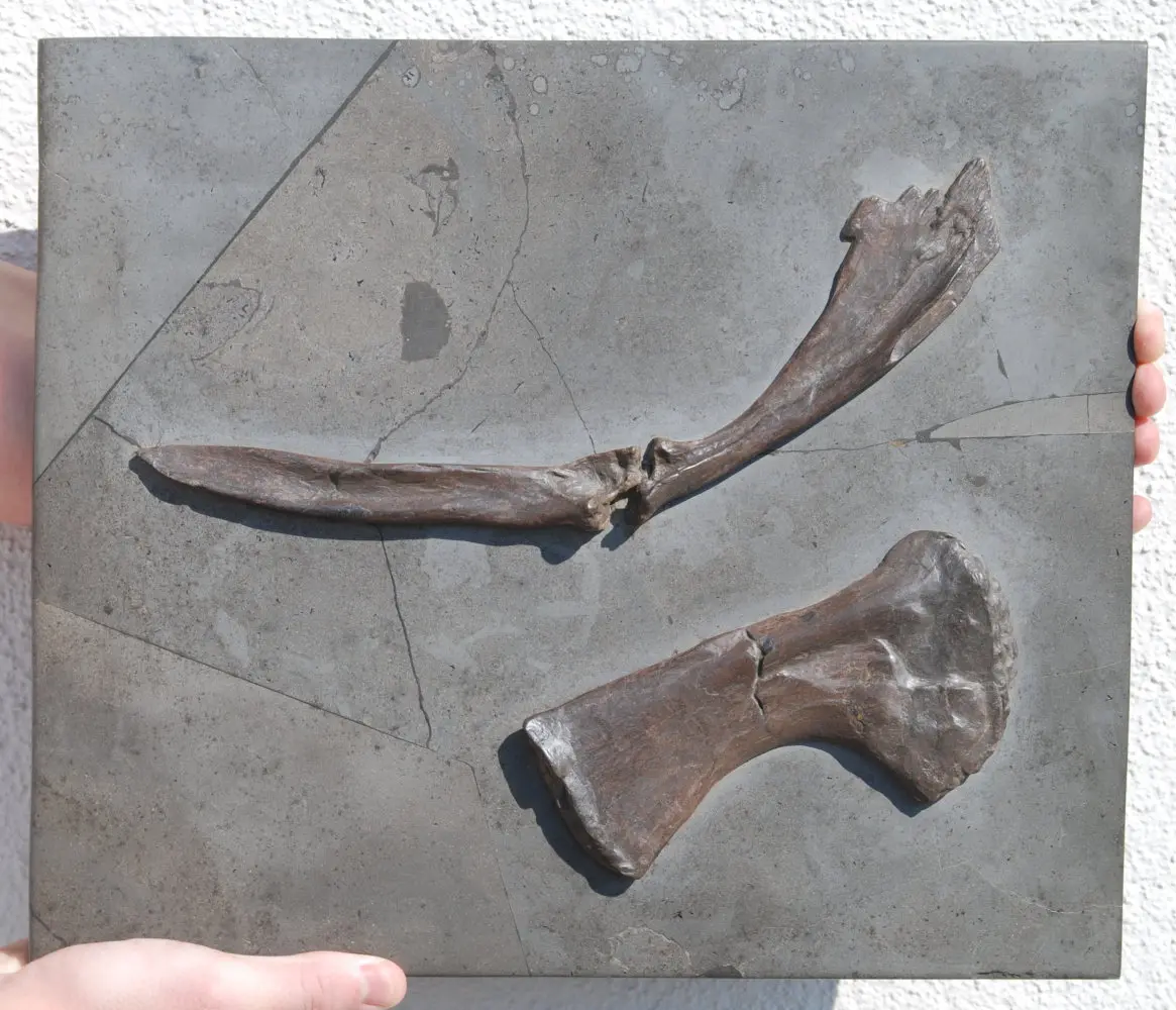 Ichthyosaurus_Holzmaden_02a