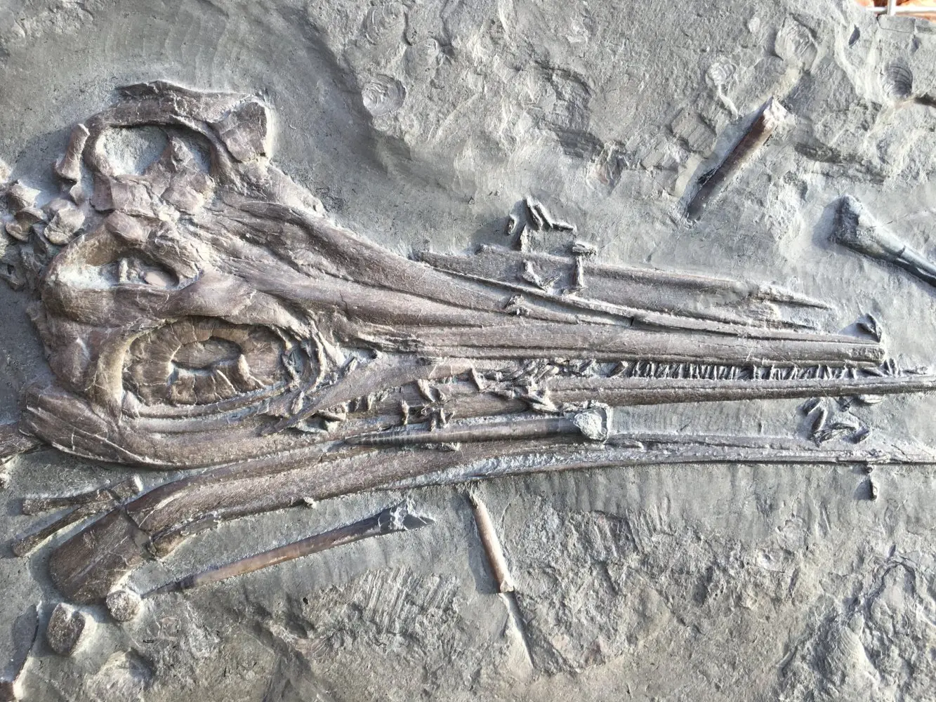 Stenopterygius quadriscissus_Holzmaden_07b