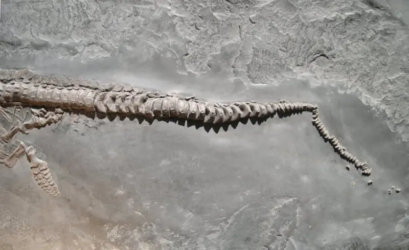 Stenopterygius quadriscissus_Holzmaden_12c