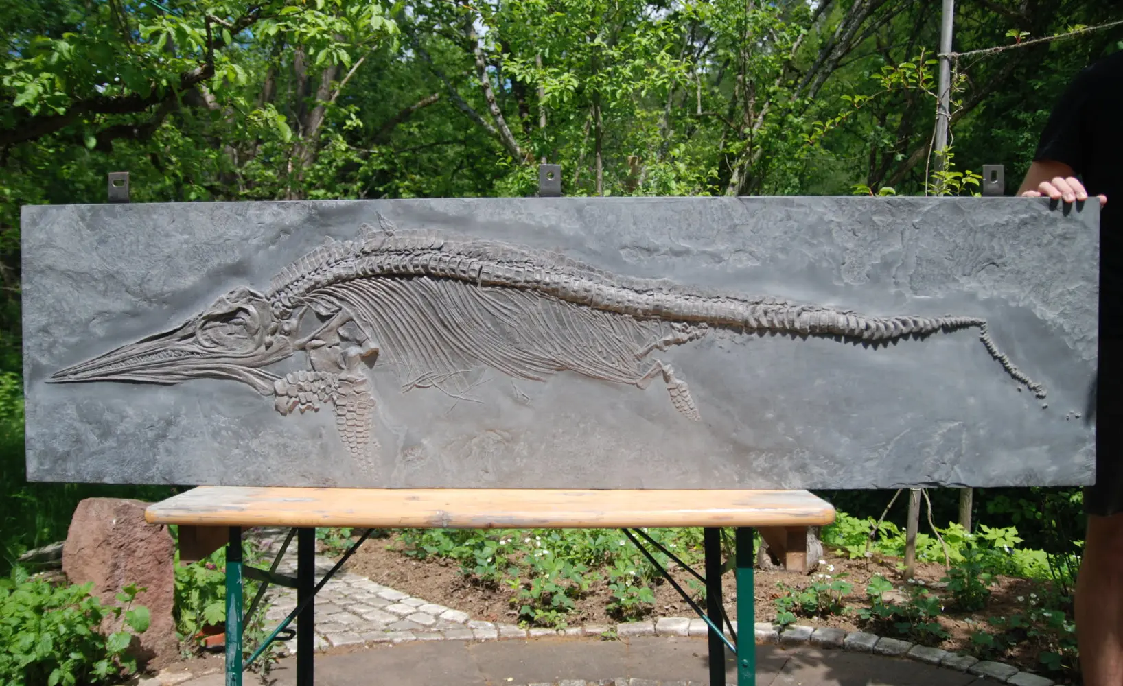 Stenopterygius quadriscissus_Holzmaden_12d