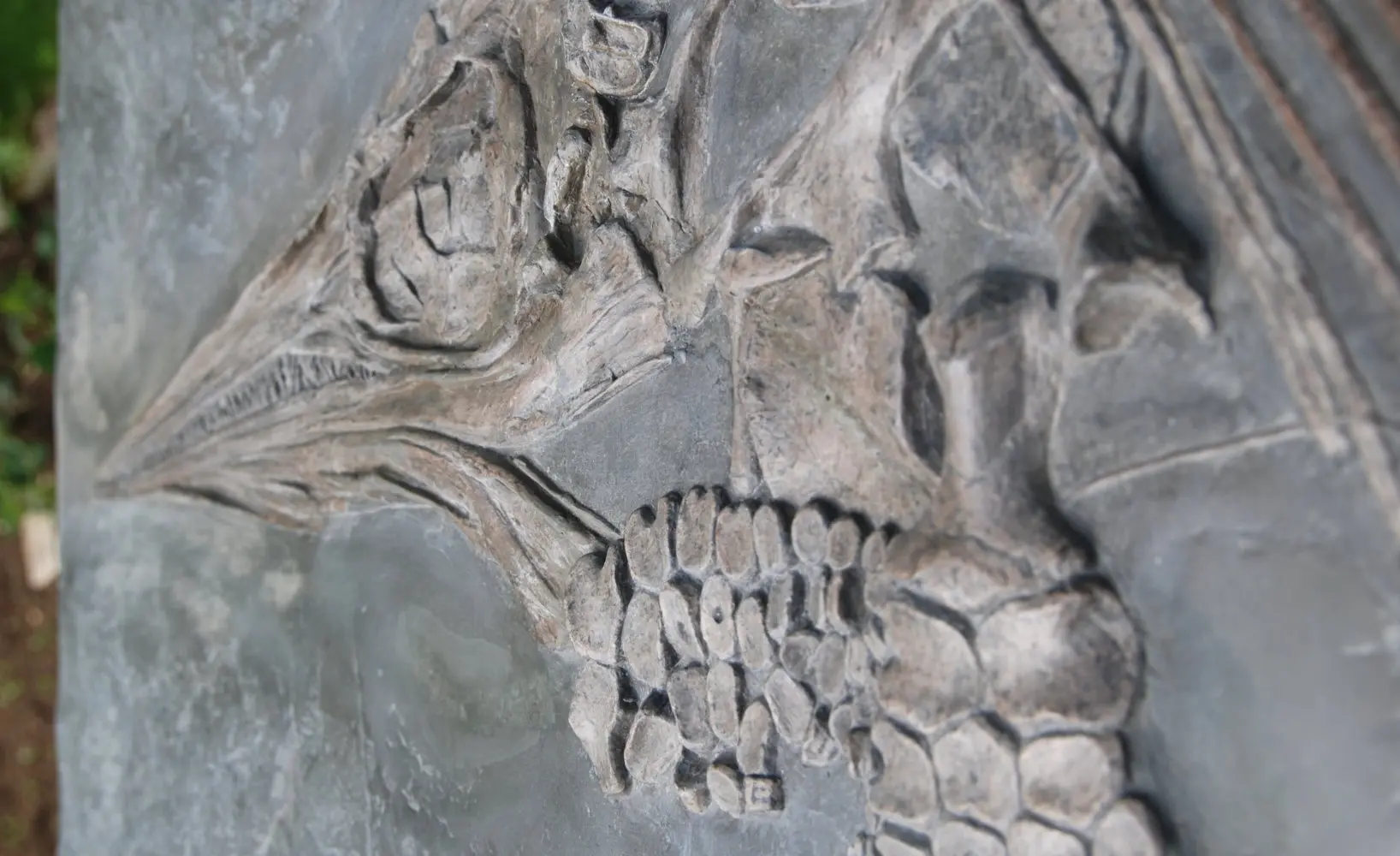 Stenopterygius quadriscissus_Holzmaden_12f