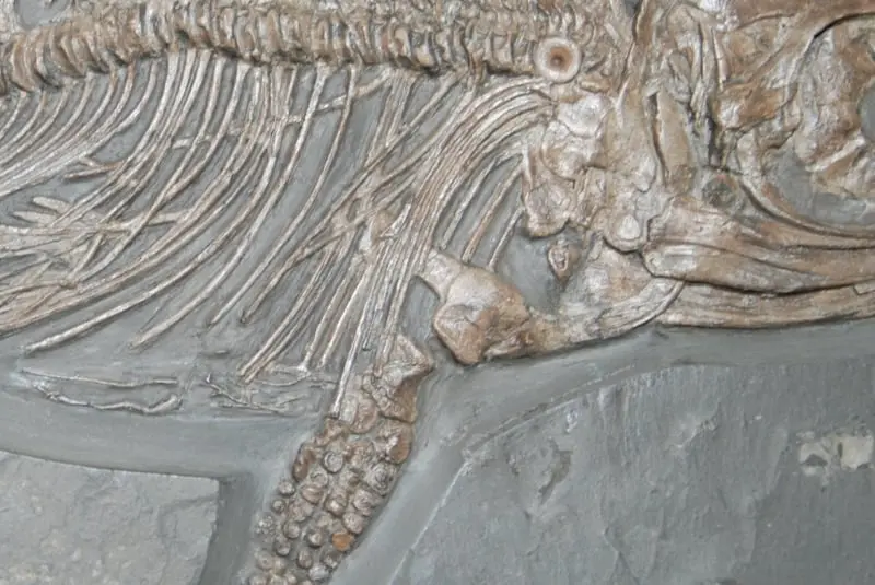 Stenopterygius quadriscissus_Holzmaden_10f