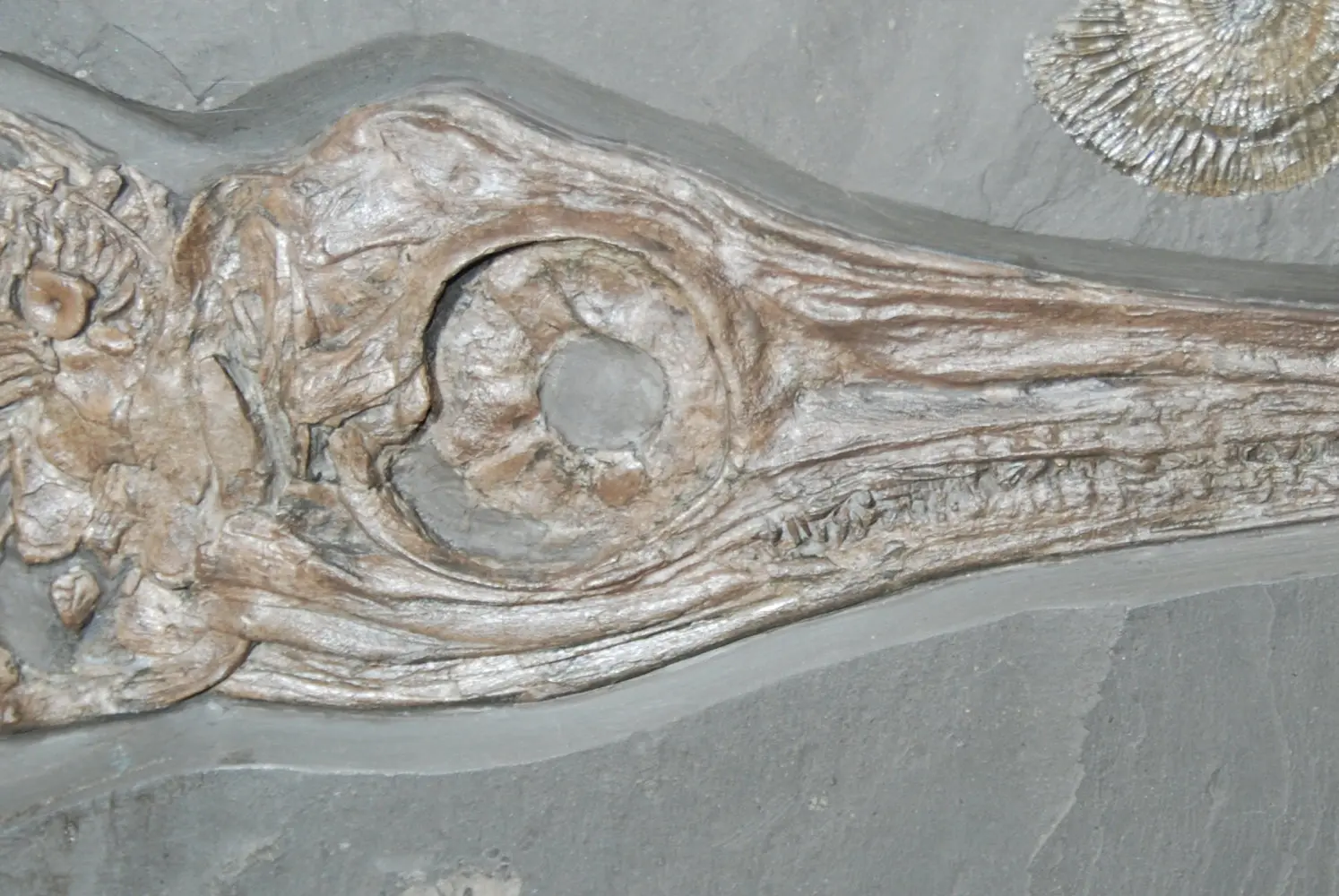 Stenopterygius quadriscissus_Holzmaden_10h