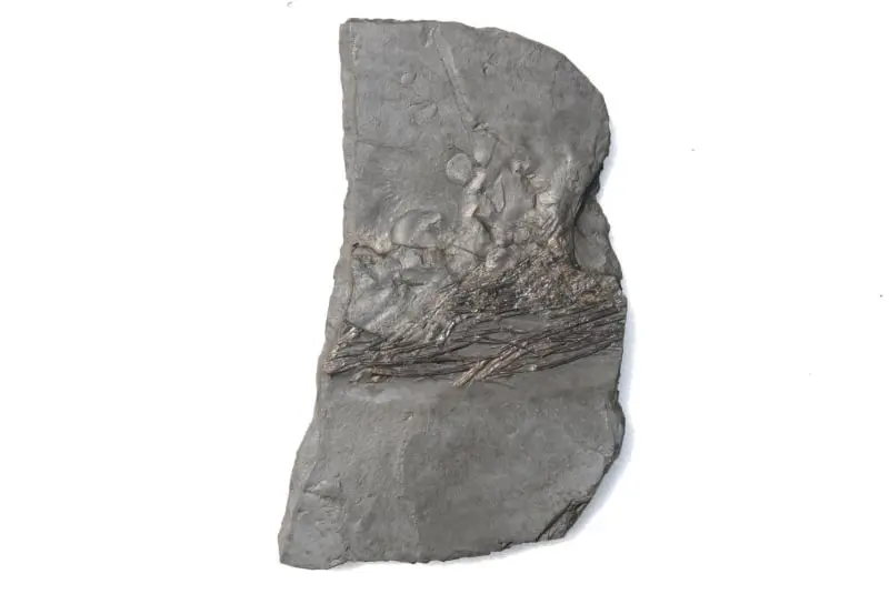 Stenopterygius quadriscissus_Holzmaden_11c