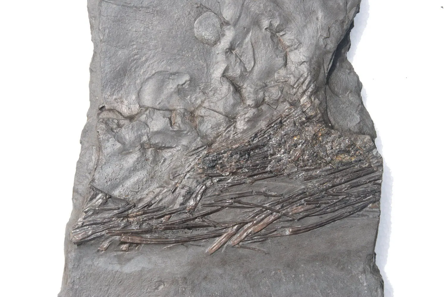 Stenopterygius quadriscissus_Holzmaden_11a