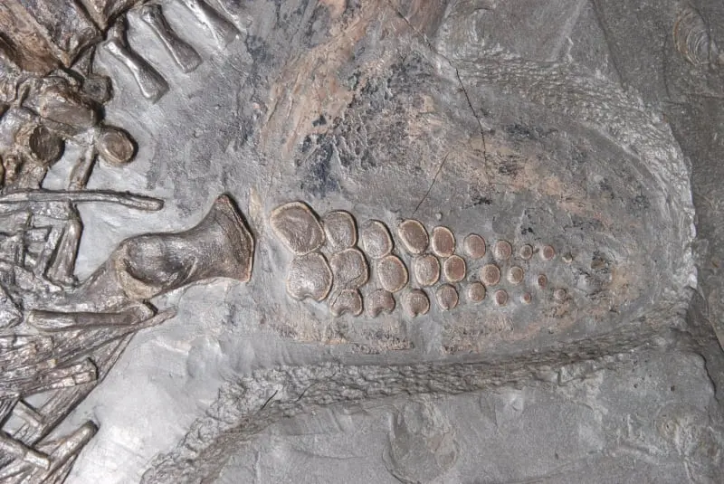 Stenopterygius quadriscissus_Holzmaden_11f