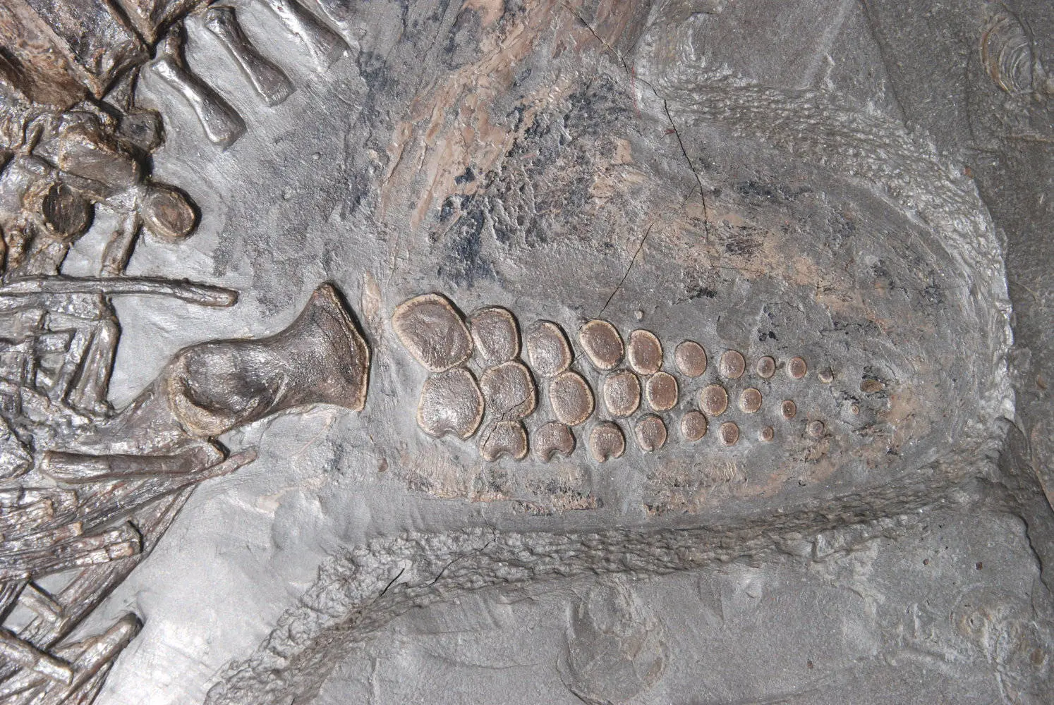 Stenopterygius quadriscissus_Holzmaden_11f