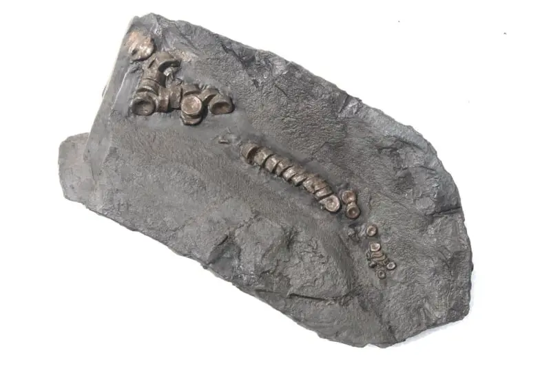 Stenopterygius quadriscissus_Holzmaden_11h