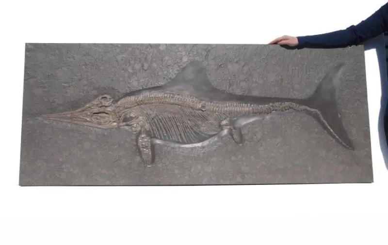 Stenopterygius quadriscissus_Holzmaden_a