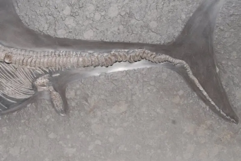 Stenopterygius quadriscissus_Holzmaden_c