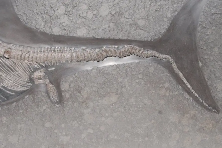 Stenopterygius quadriscissus_Holzmaden_c