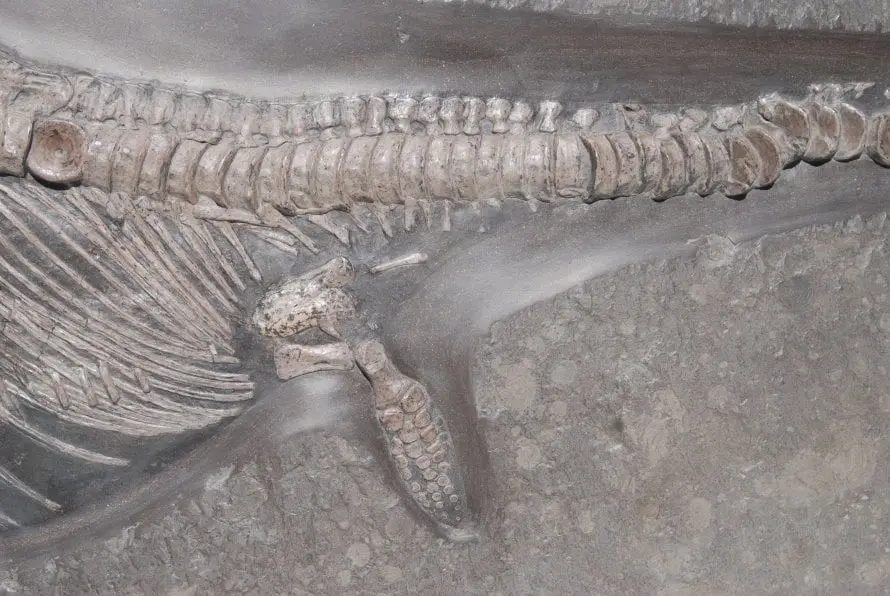 Stenopterygius quadriscissus_Holzmaden_i