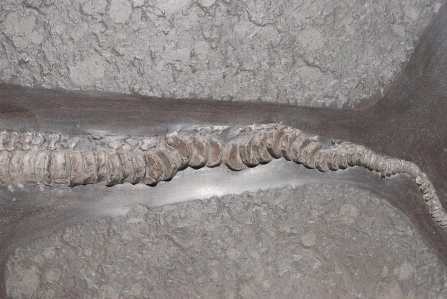 Stenopterygius quadriscissus_Holzmaden_k