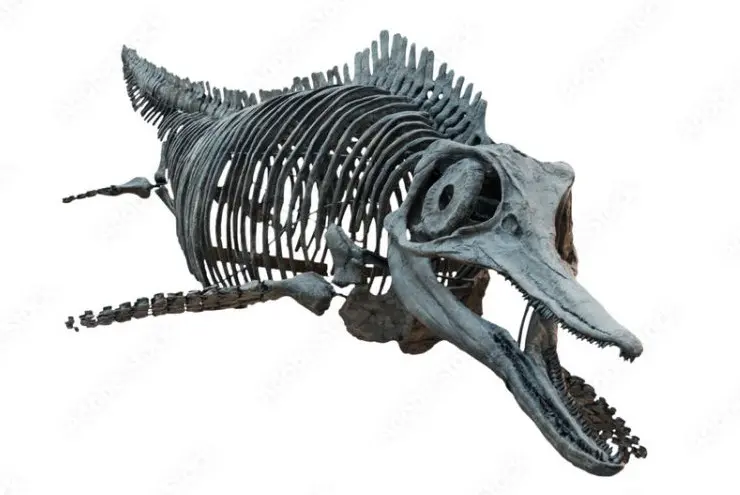 Ichthyosaurier_skeleton