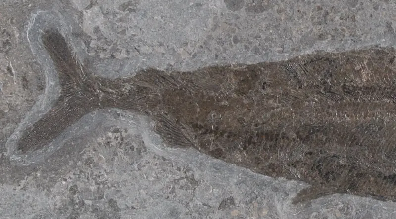 Hypsocormus insignis_Holzmaden_01b