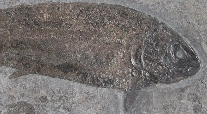 Hypsocormus insignis_Holzmaden_01c