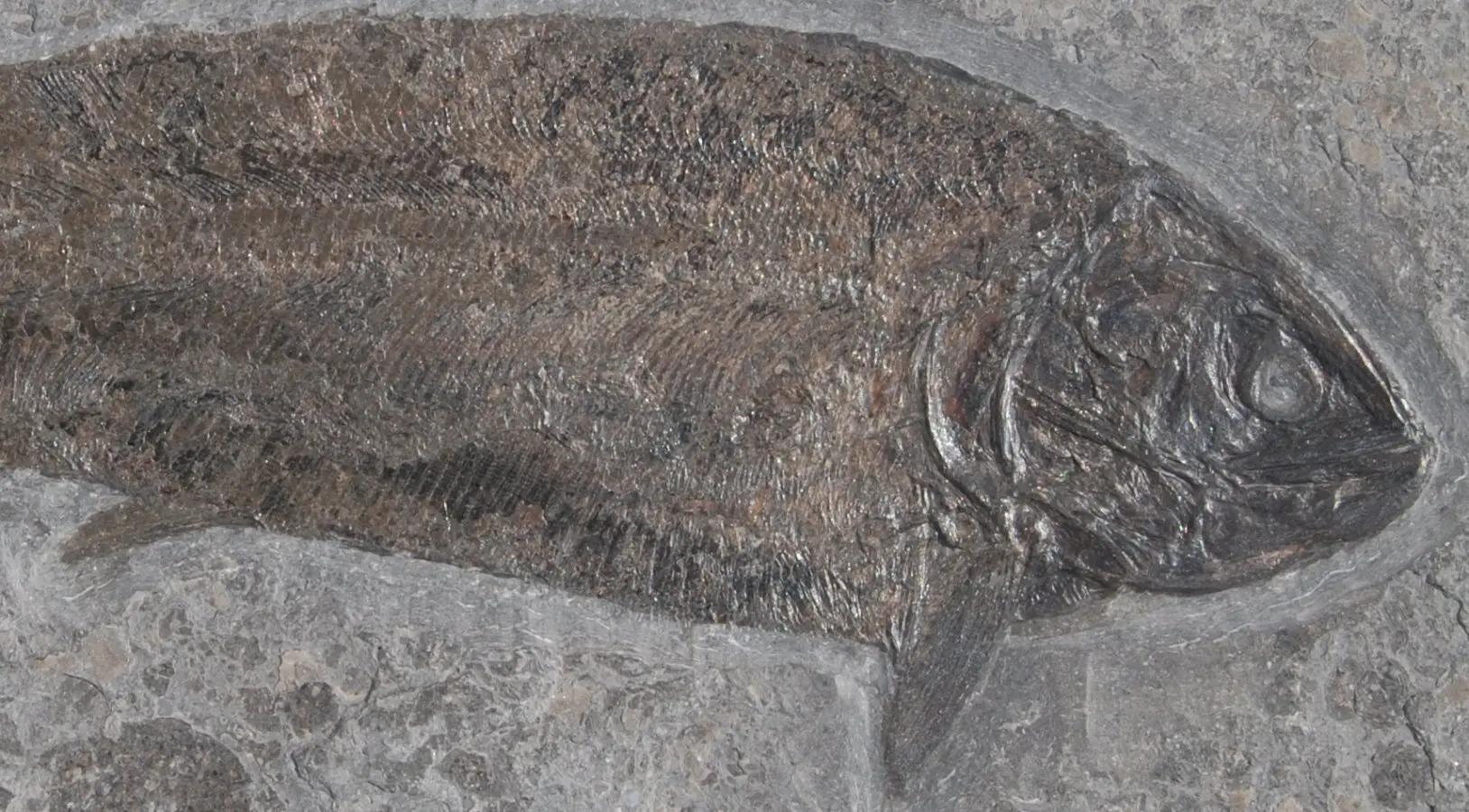 Hypsocormus insignis_Holzmaden_01c